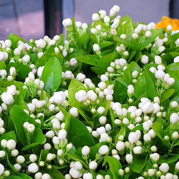 FlorJazmín™ 🌸 Cultiva jazmín en casa y llénala de aroma natural y belleza todo el año.