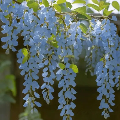 FlorCascada™ Convierte tu jardín en un espectáculo natural de flores colgantes todo el año.